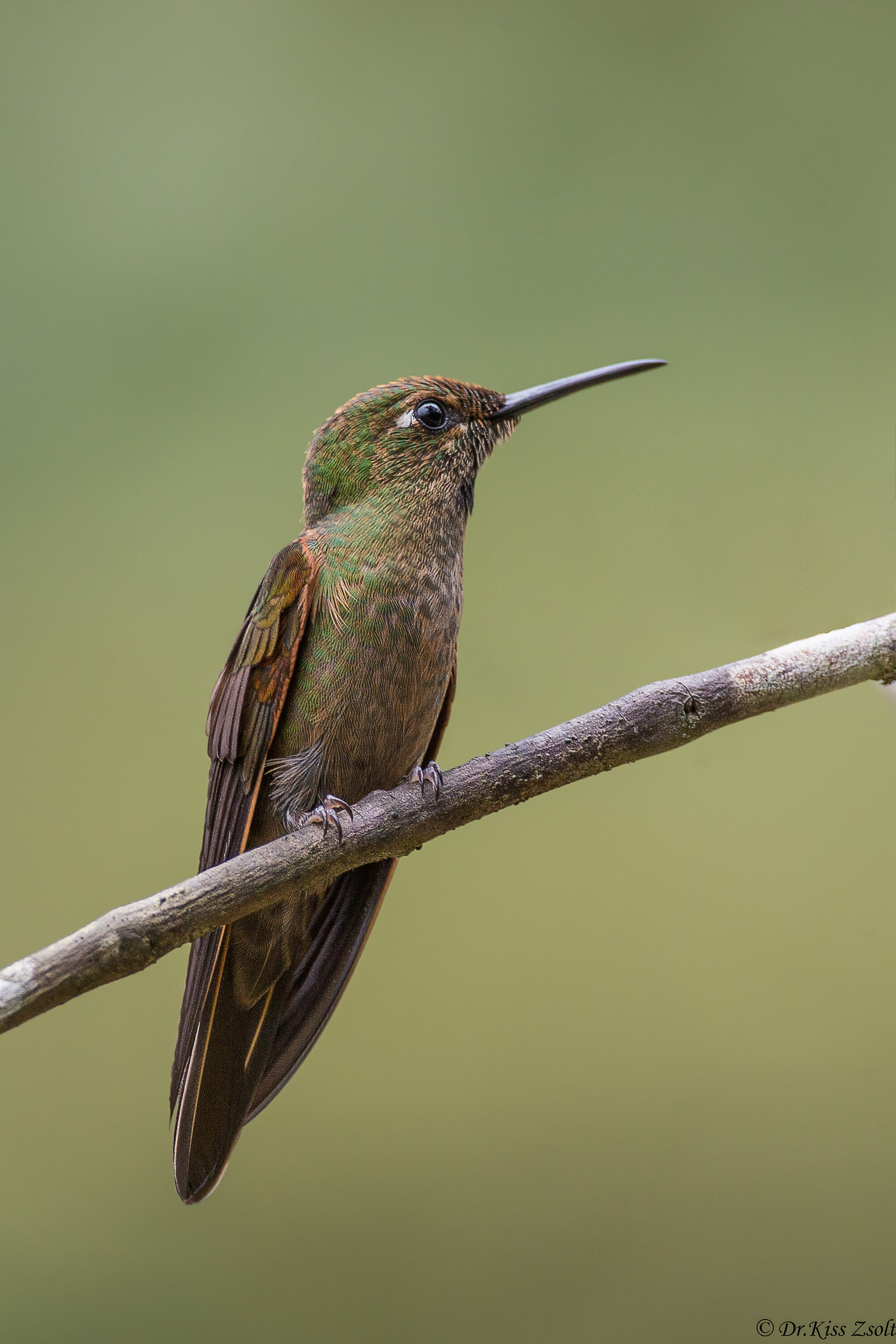 Fawn petto brillante