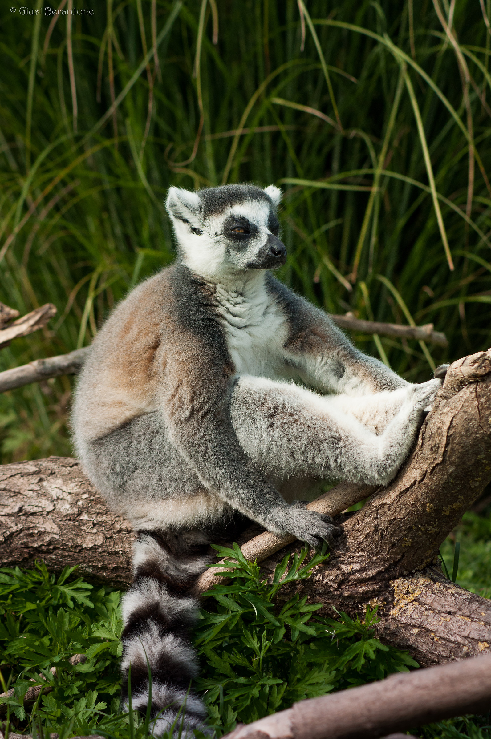 Lemur