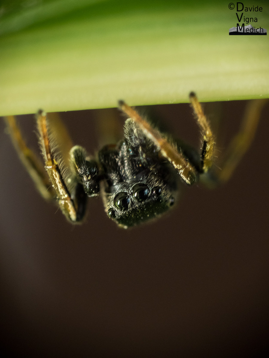 Ragno salticidae