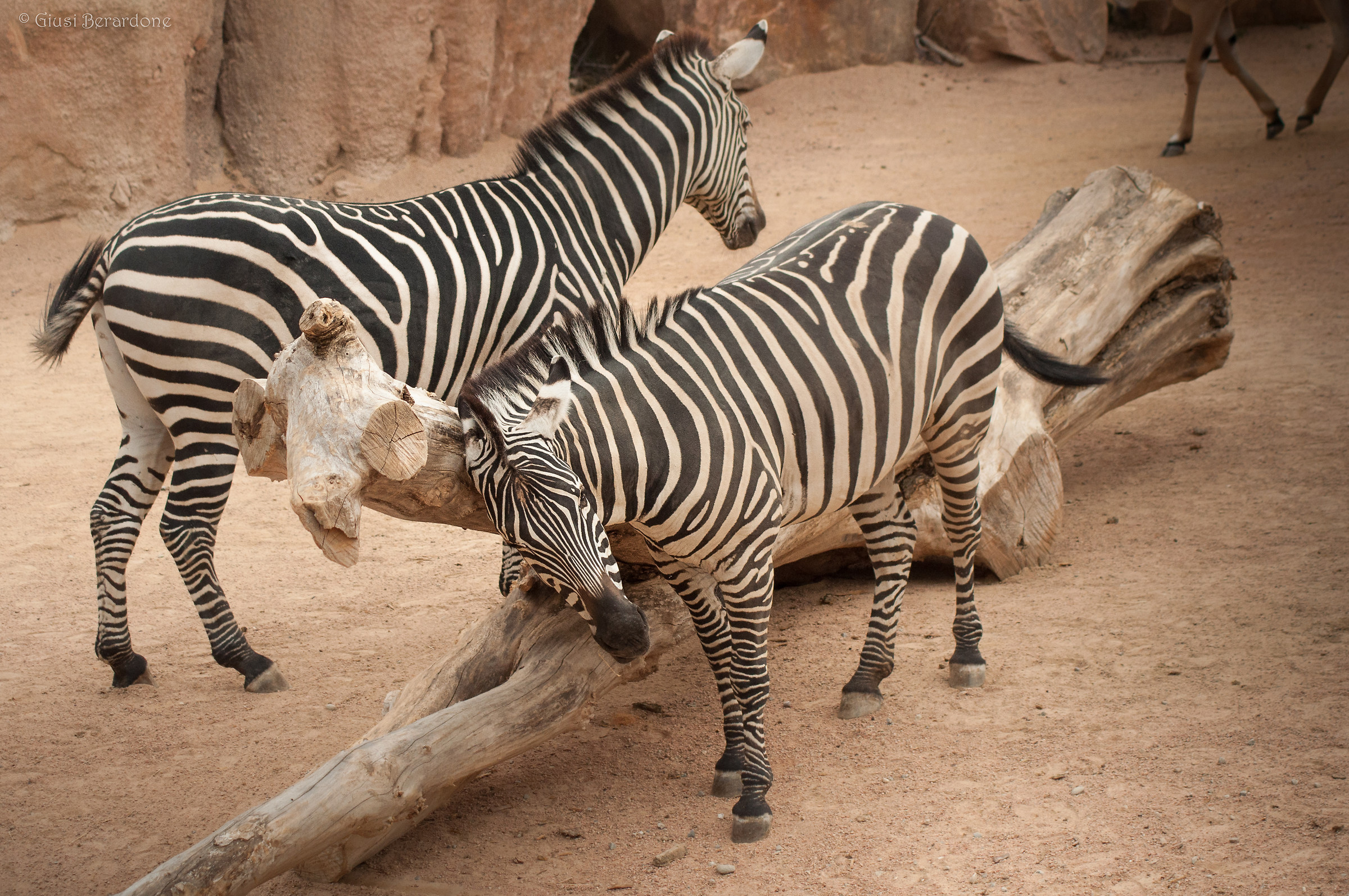 Zebras
