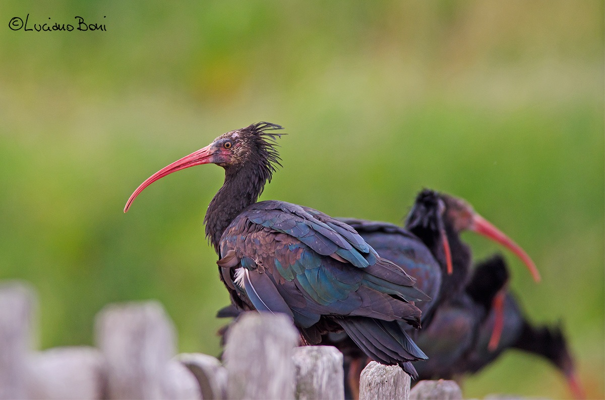 Bald Ibis (Geronticus hermit)