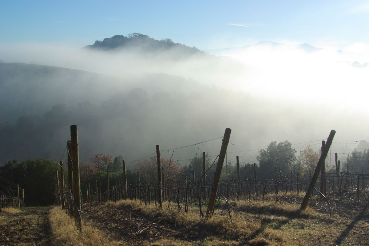 Nebbia nel vigneto