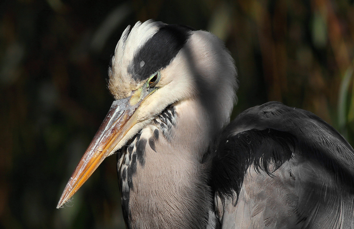 young heron