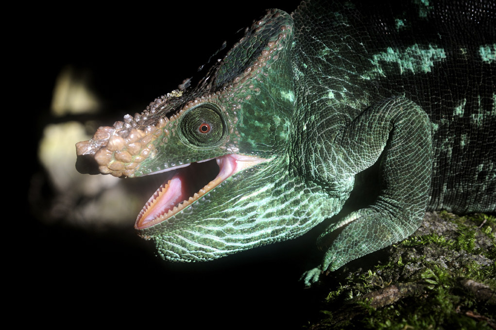 Parson's chameleon -ritratto