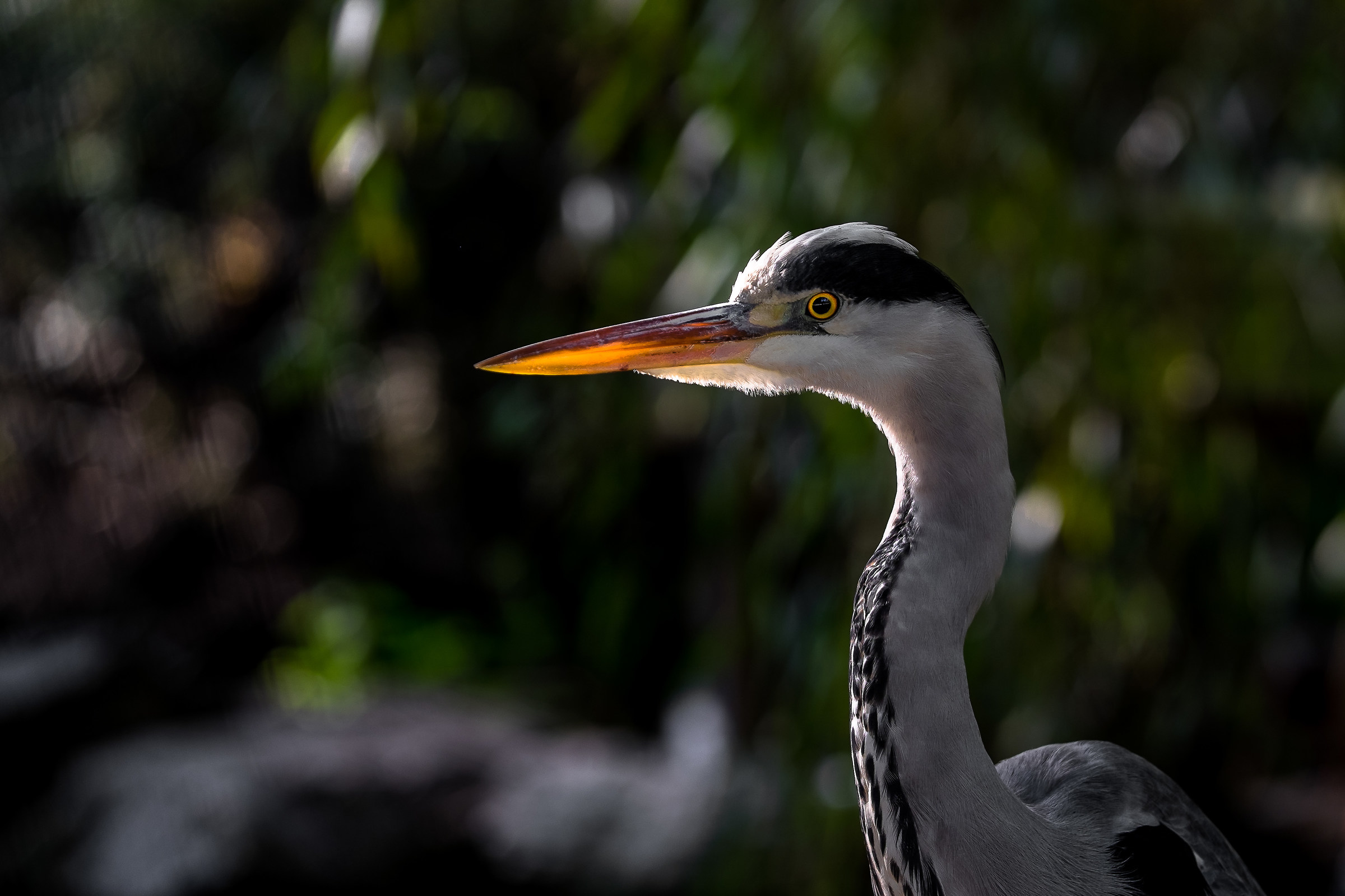 ritrattino.........................