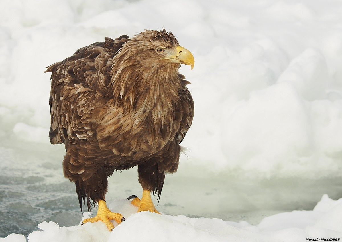 Dalla coda bianca ....