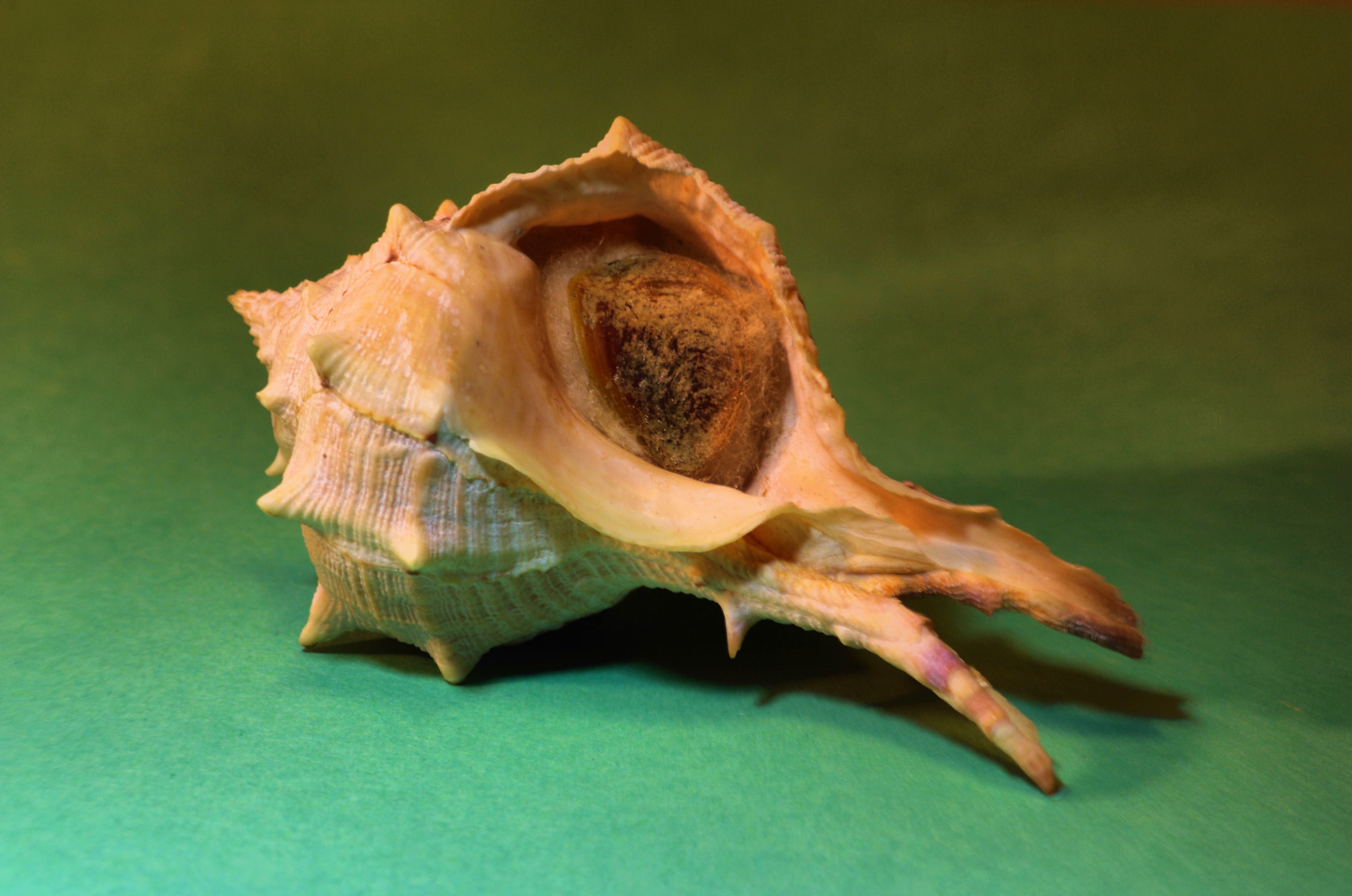 Murex brandaris (anomalo)