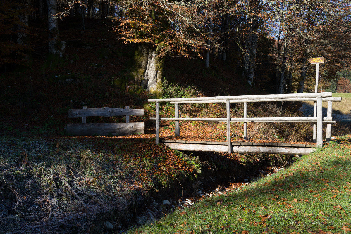 Non abbiamo trovato il faggio secolare :-(