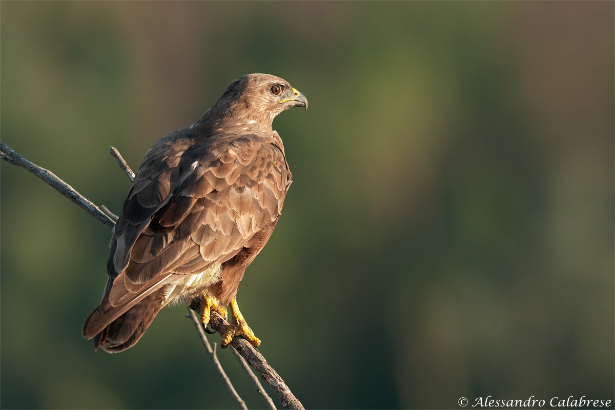 Buzzard at sunset
