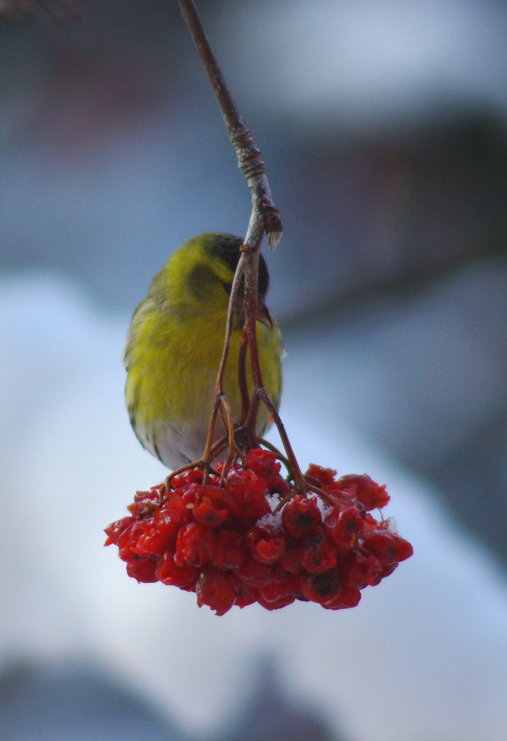 lucherino su bacche di sorbo