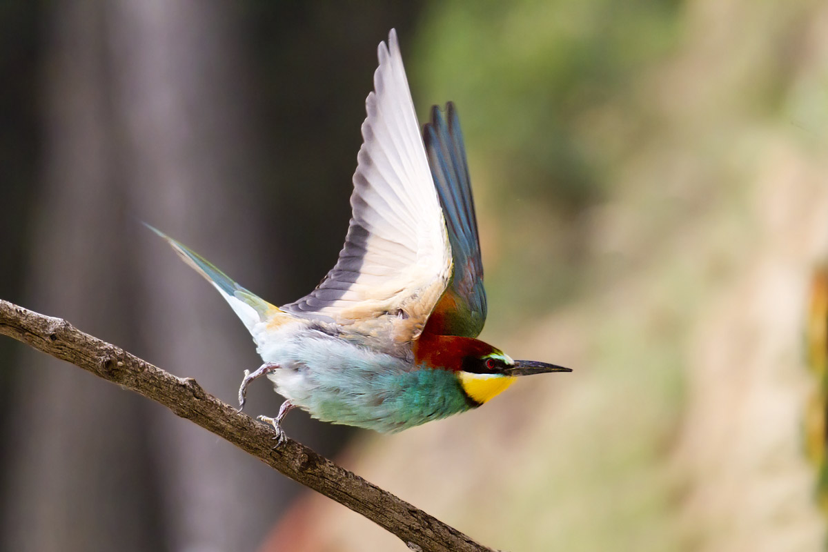 Bee-eaters - Peccioli 2012
