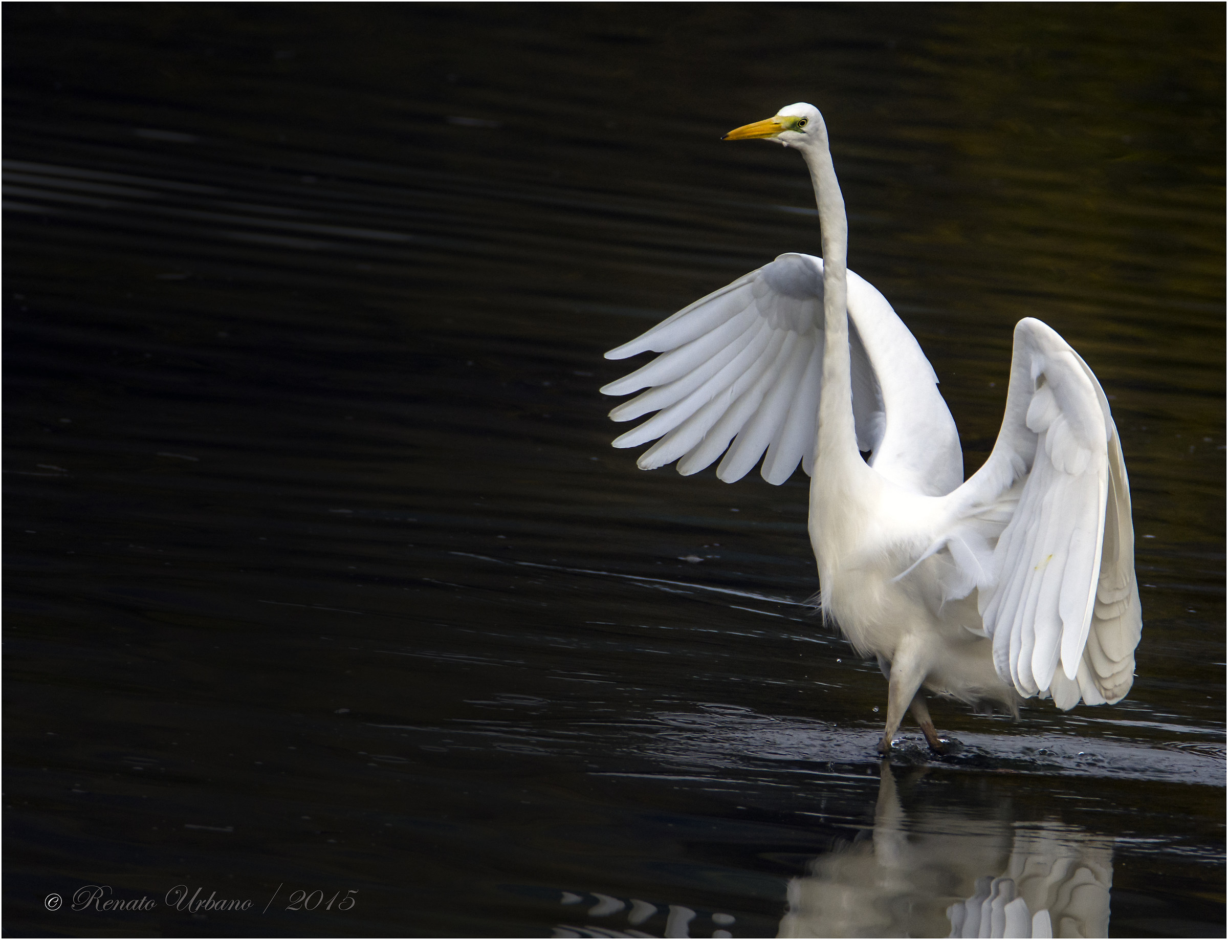 White heron - elegant promenade