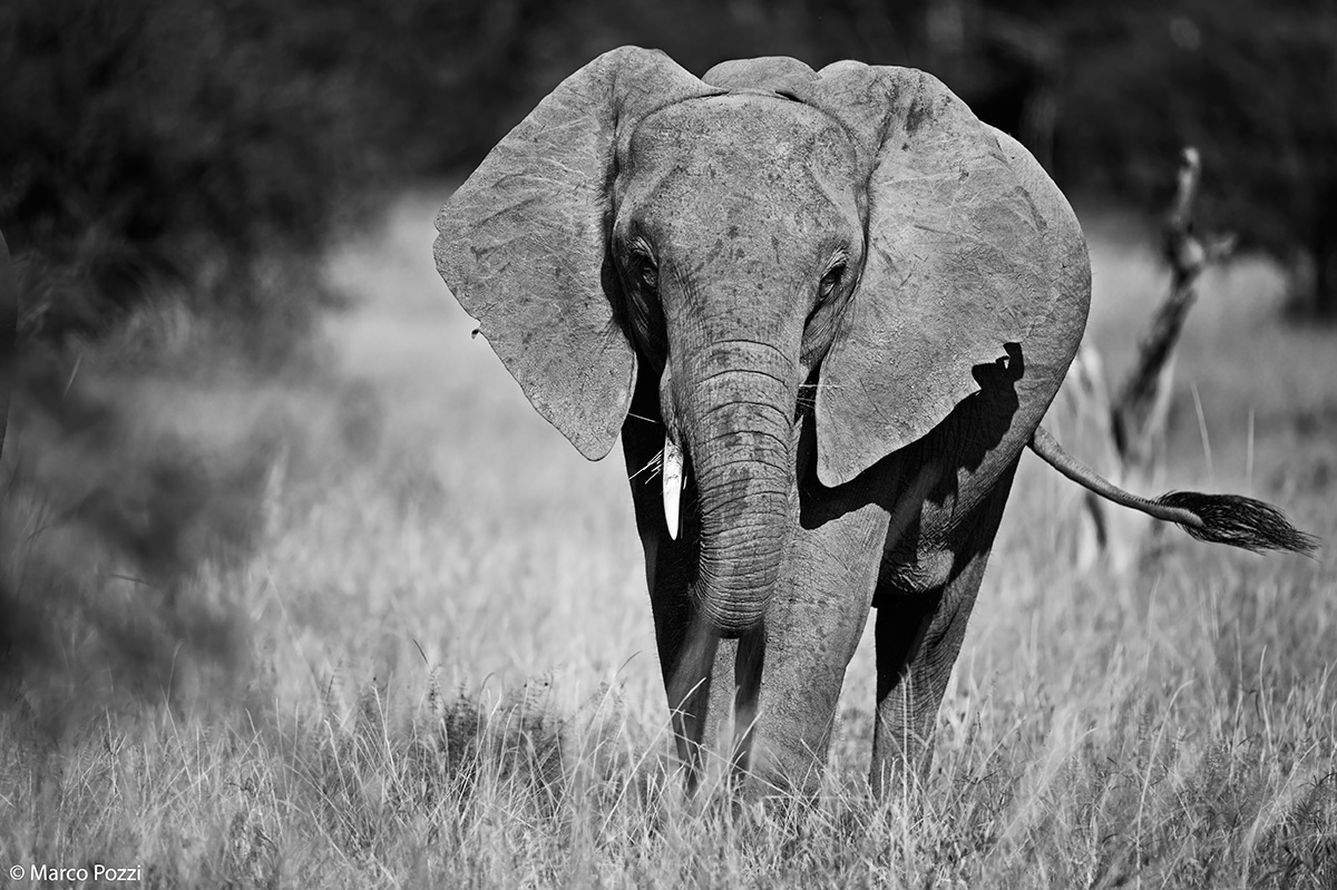 Elephant in BW