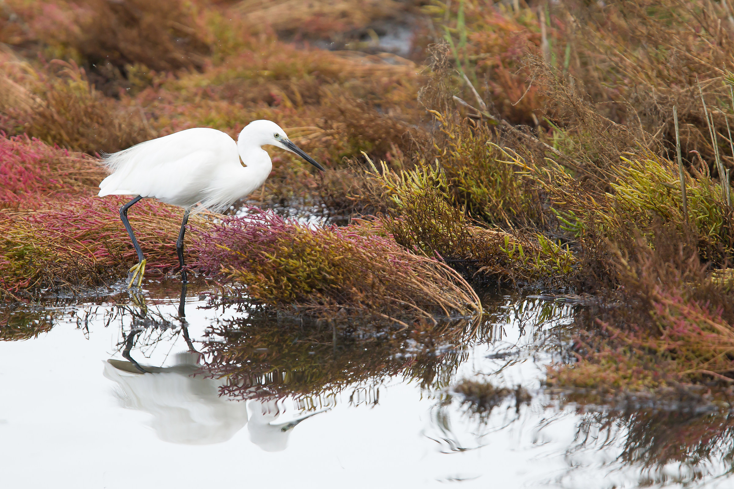 Egret at the supermarket
