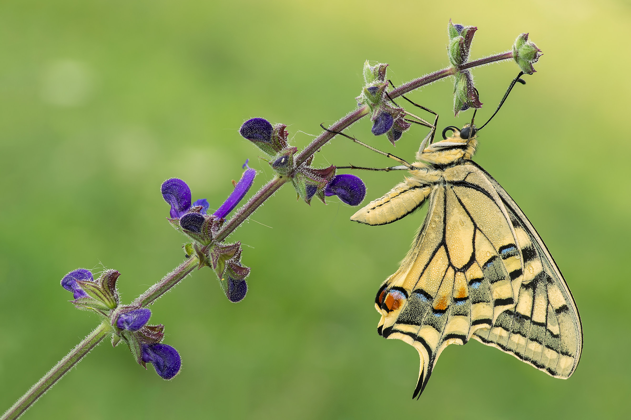 Papilio machaon