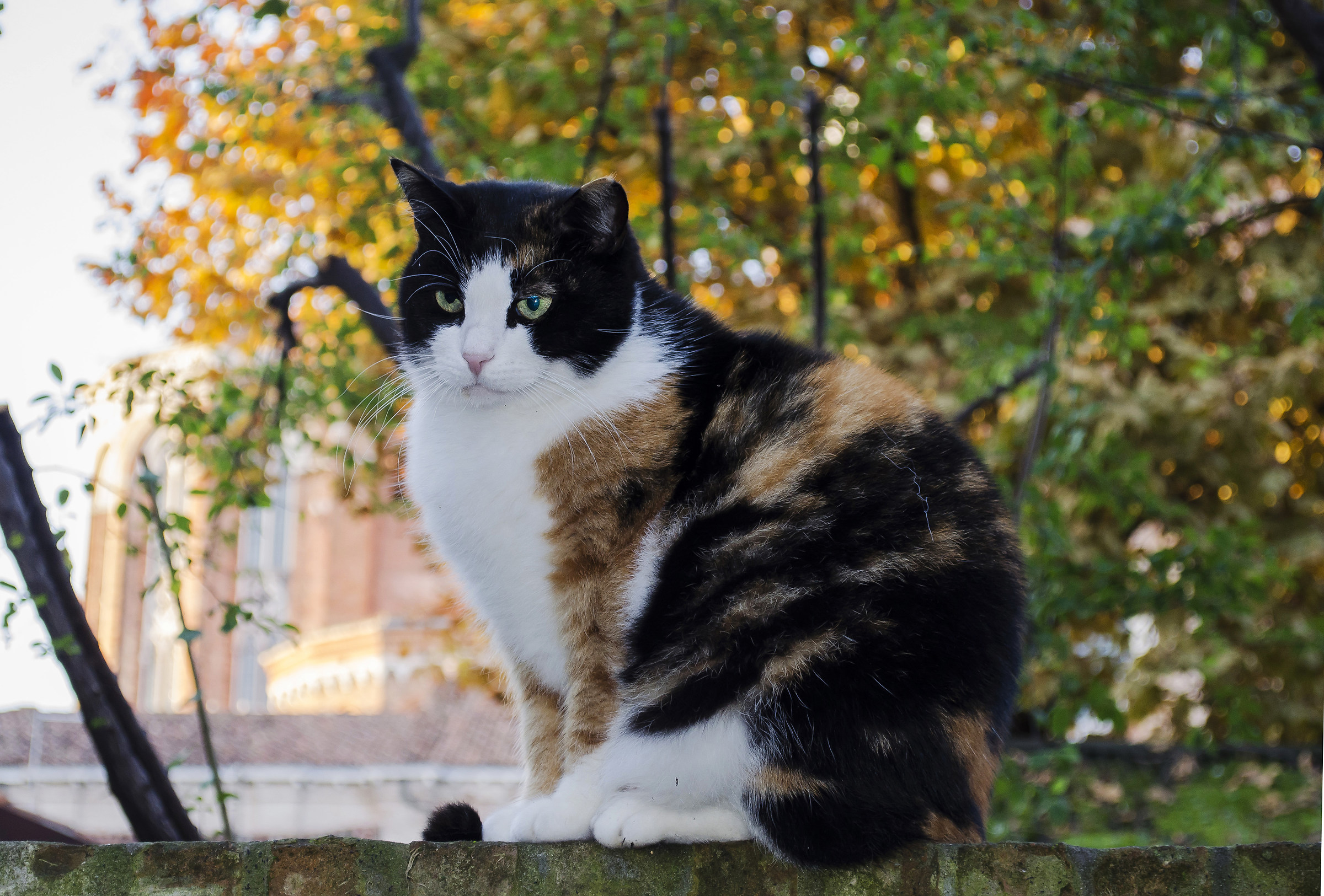Cat in autumn