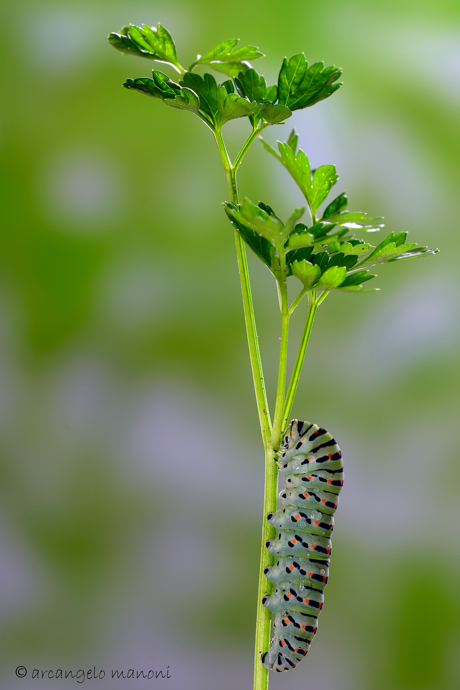 Caterpillar of Papilio