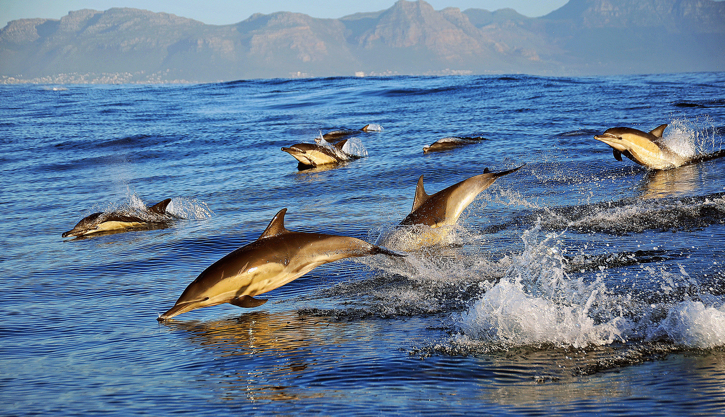 Common Dolphins