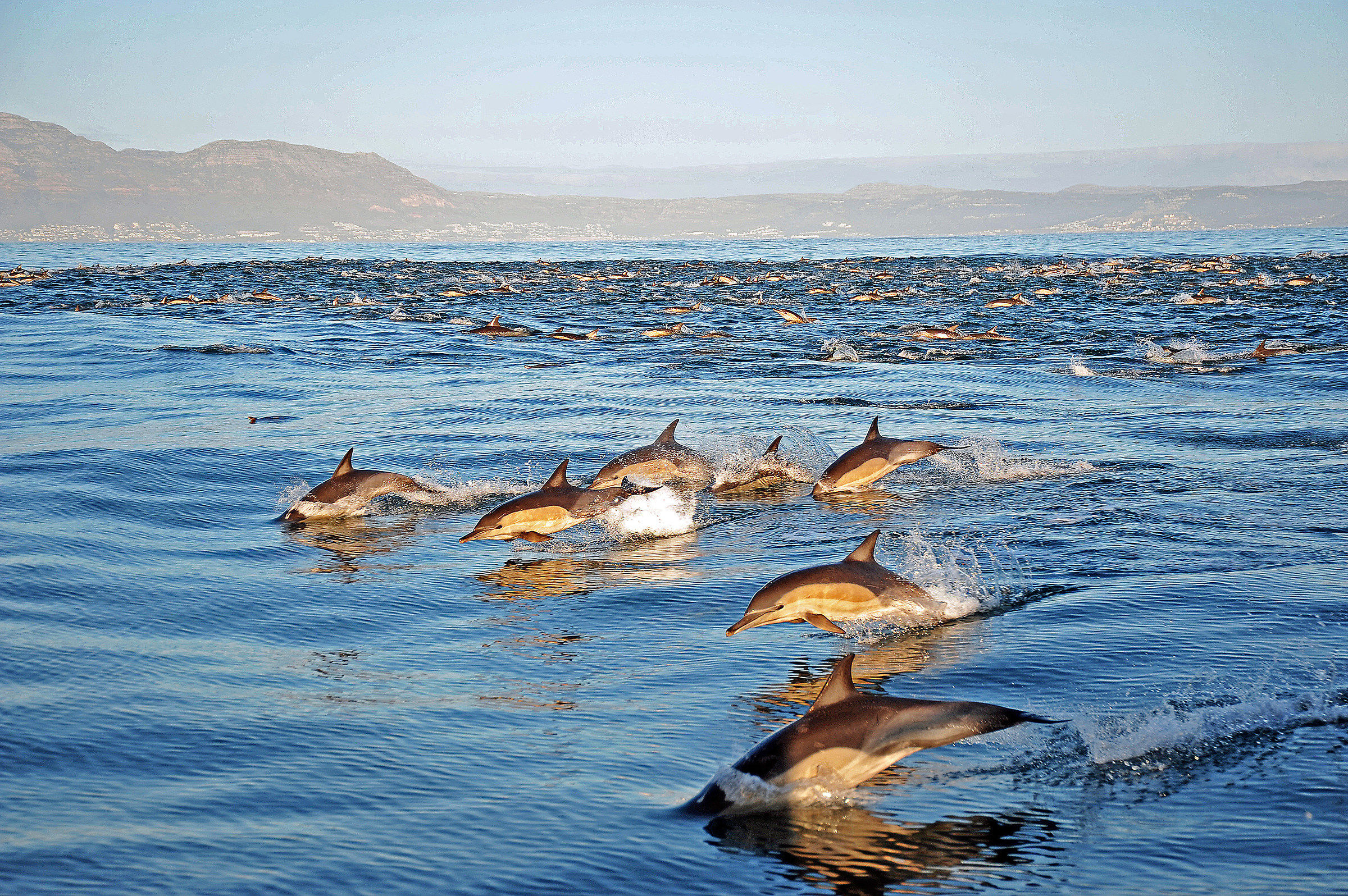 School of Dolphins