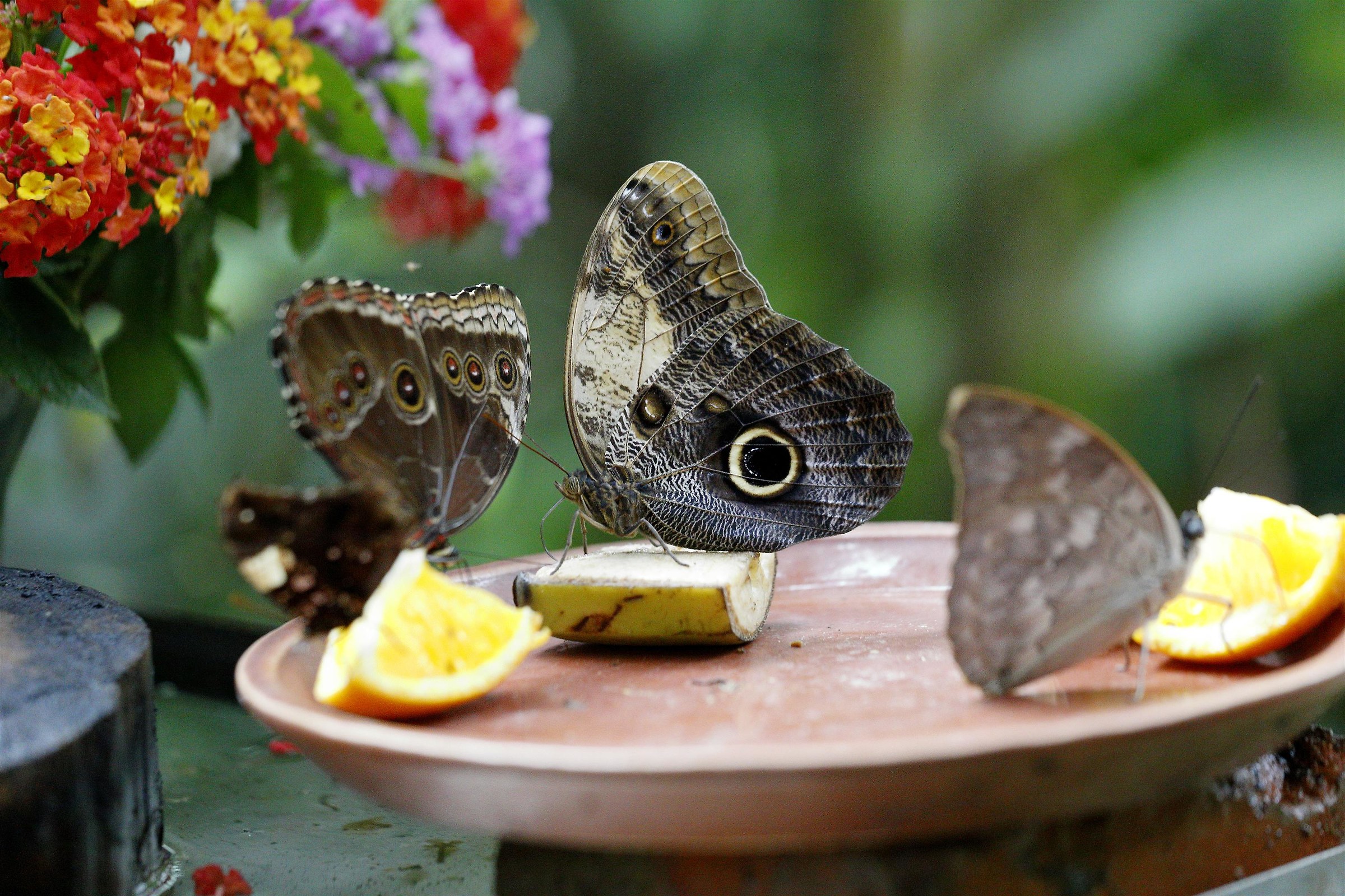 Butterfly House