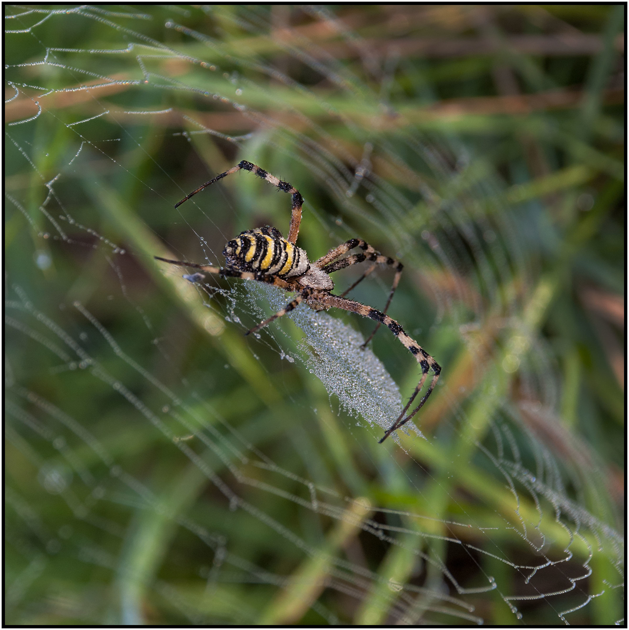 Spider Wasp