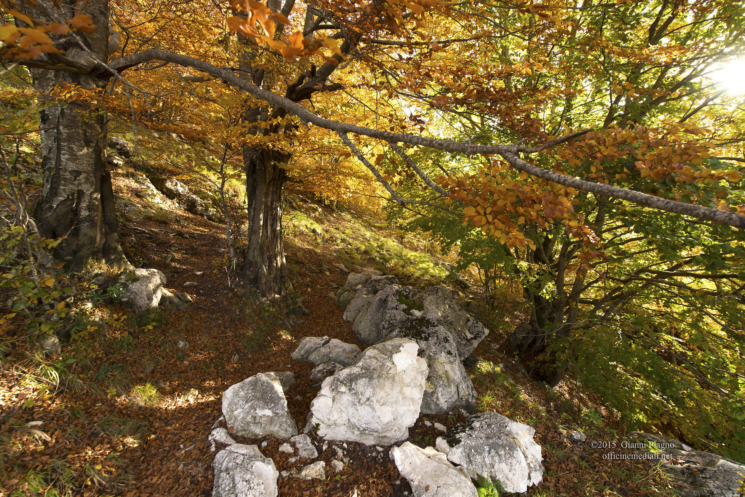 Beech forest of pnlam