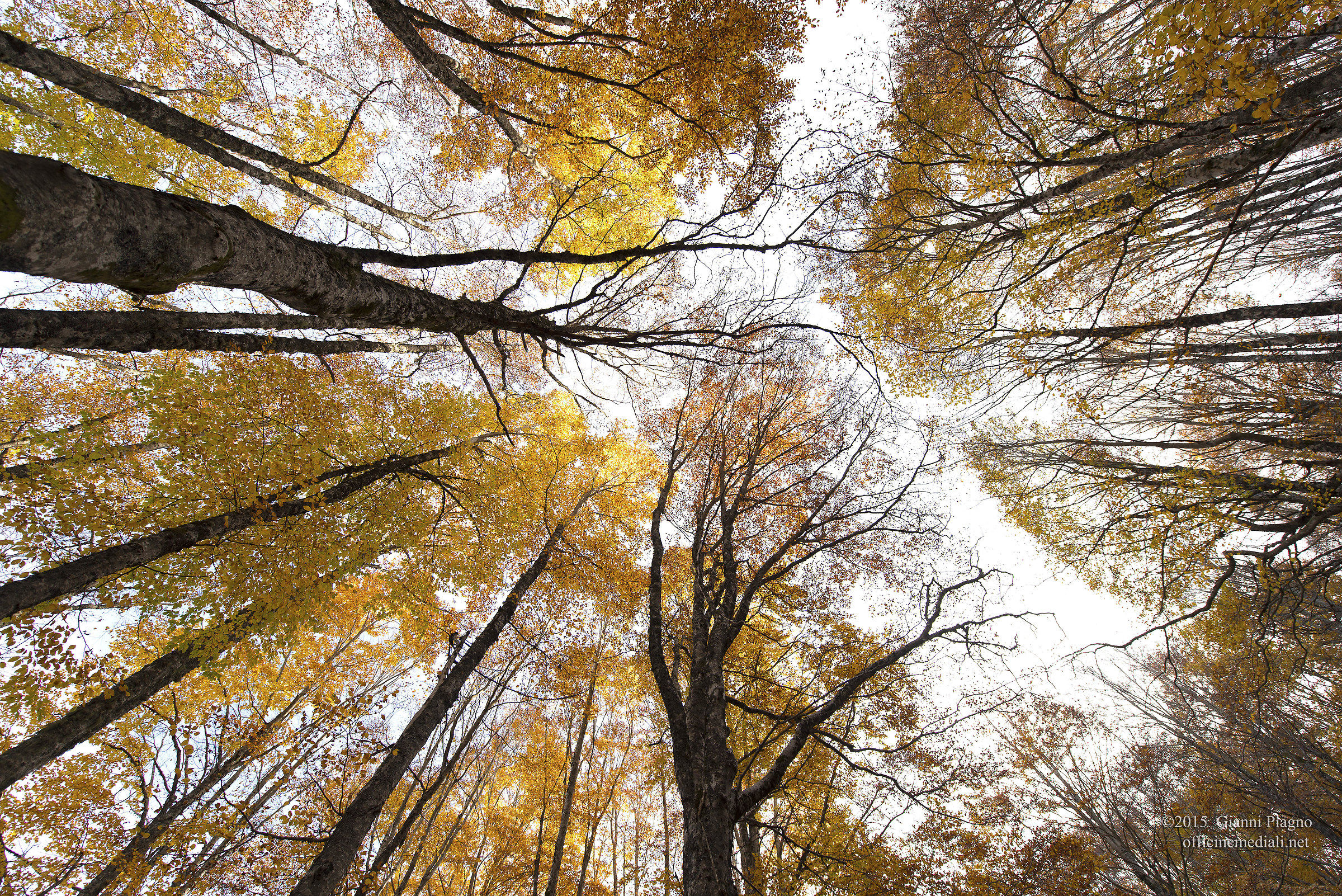 Beech forest of pnlam