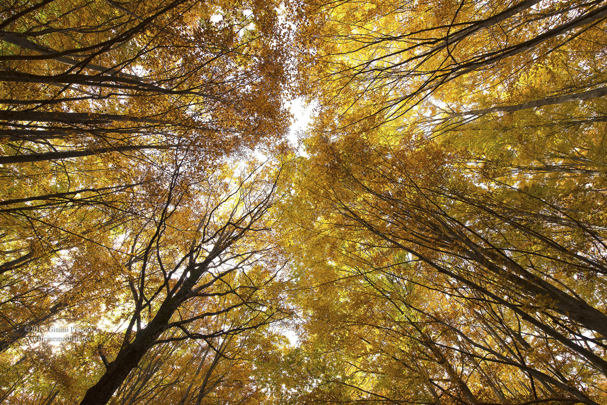 Sguardo verso l'alto