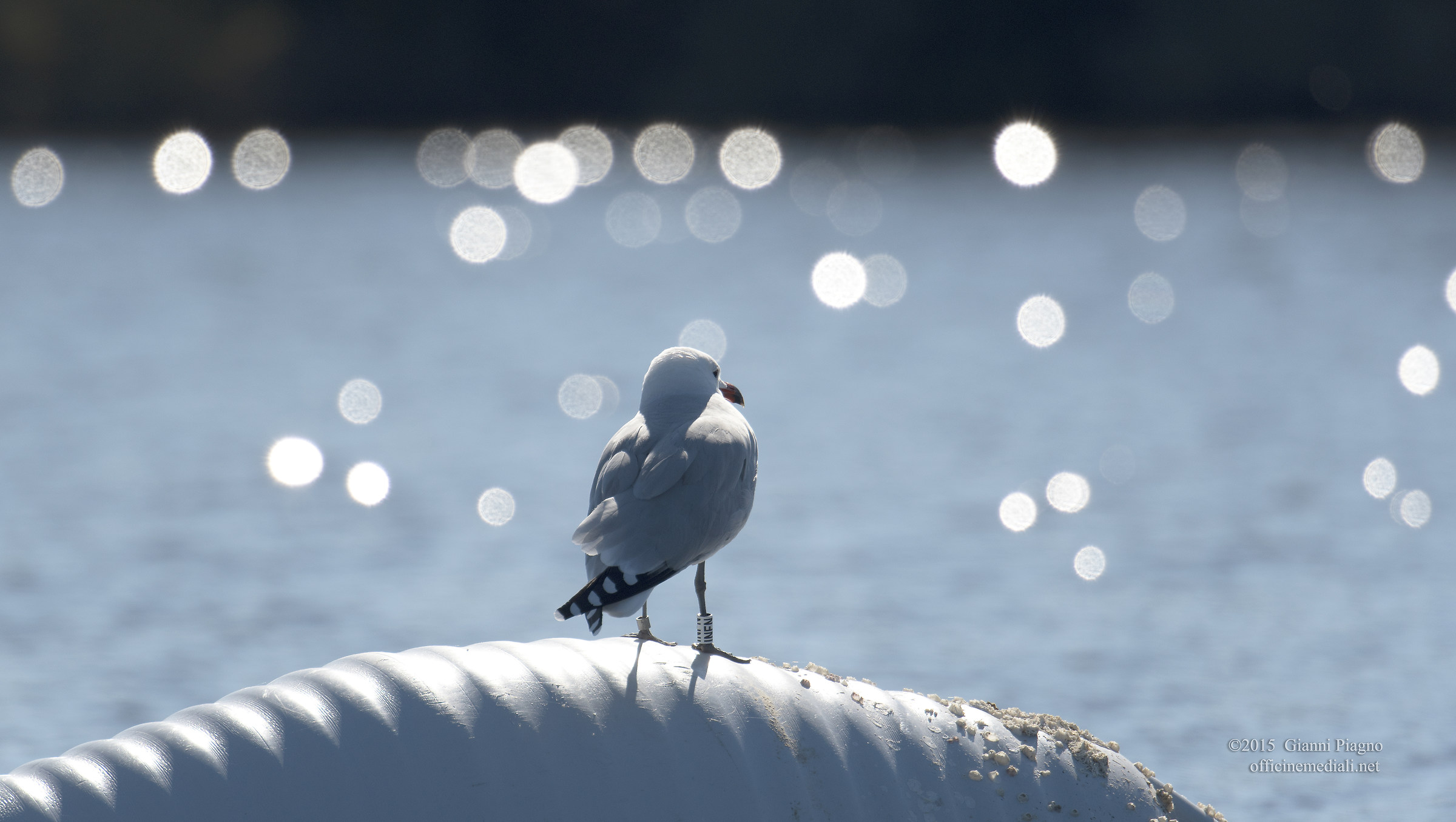 A Seagull course you can enjoy the sunset