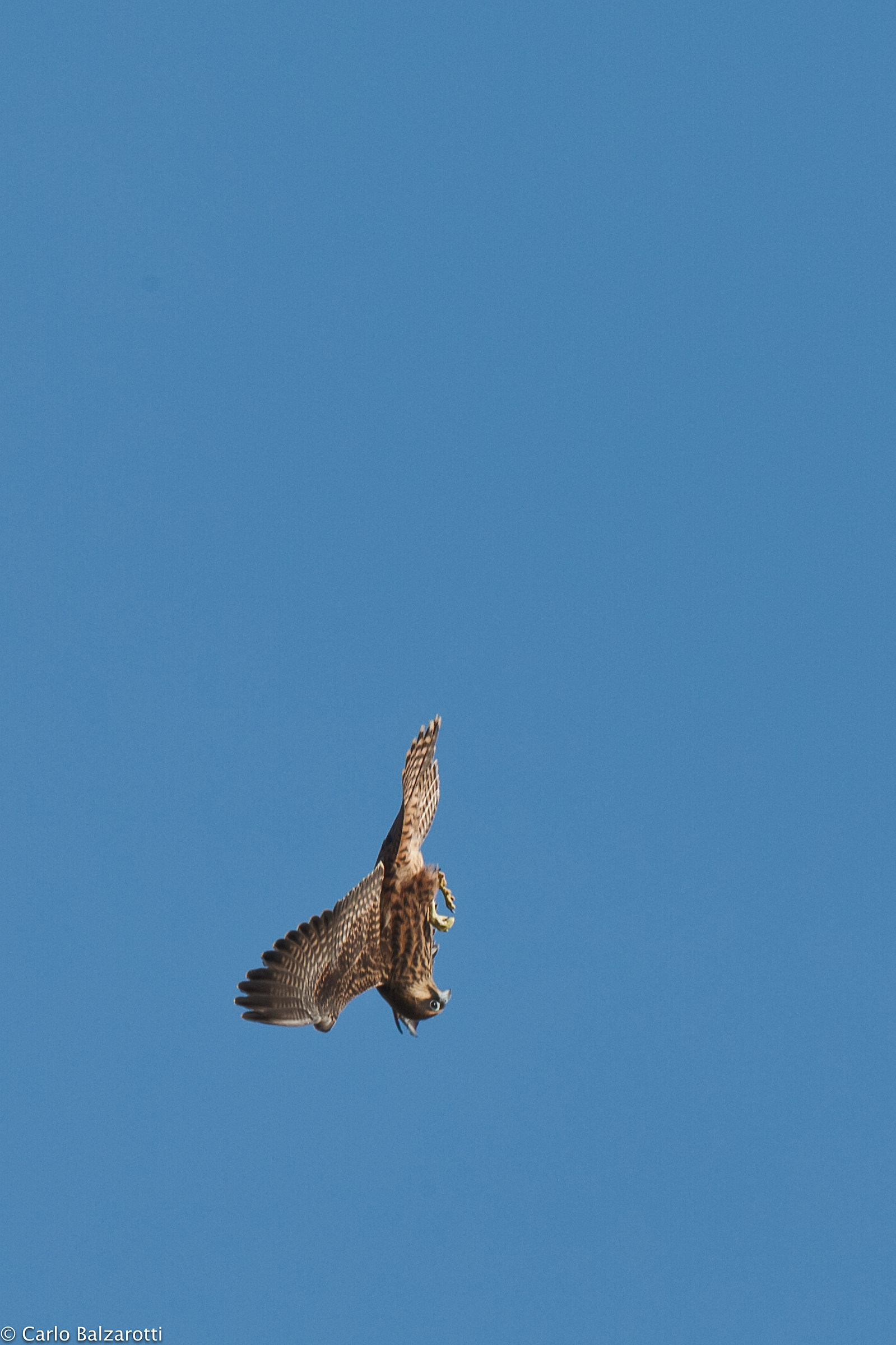 Eleonora's falcon swoop