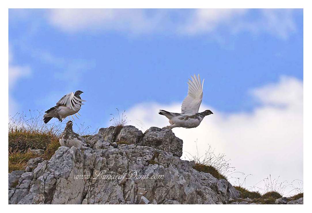 The takeoff of partridges