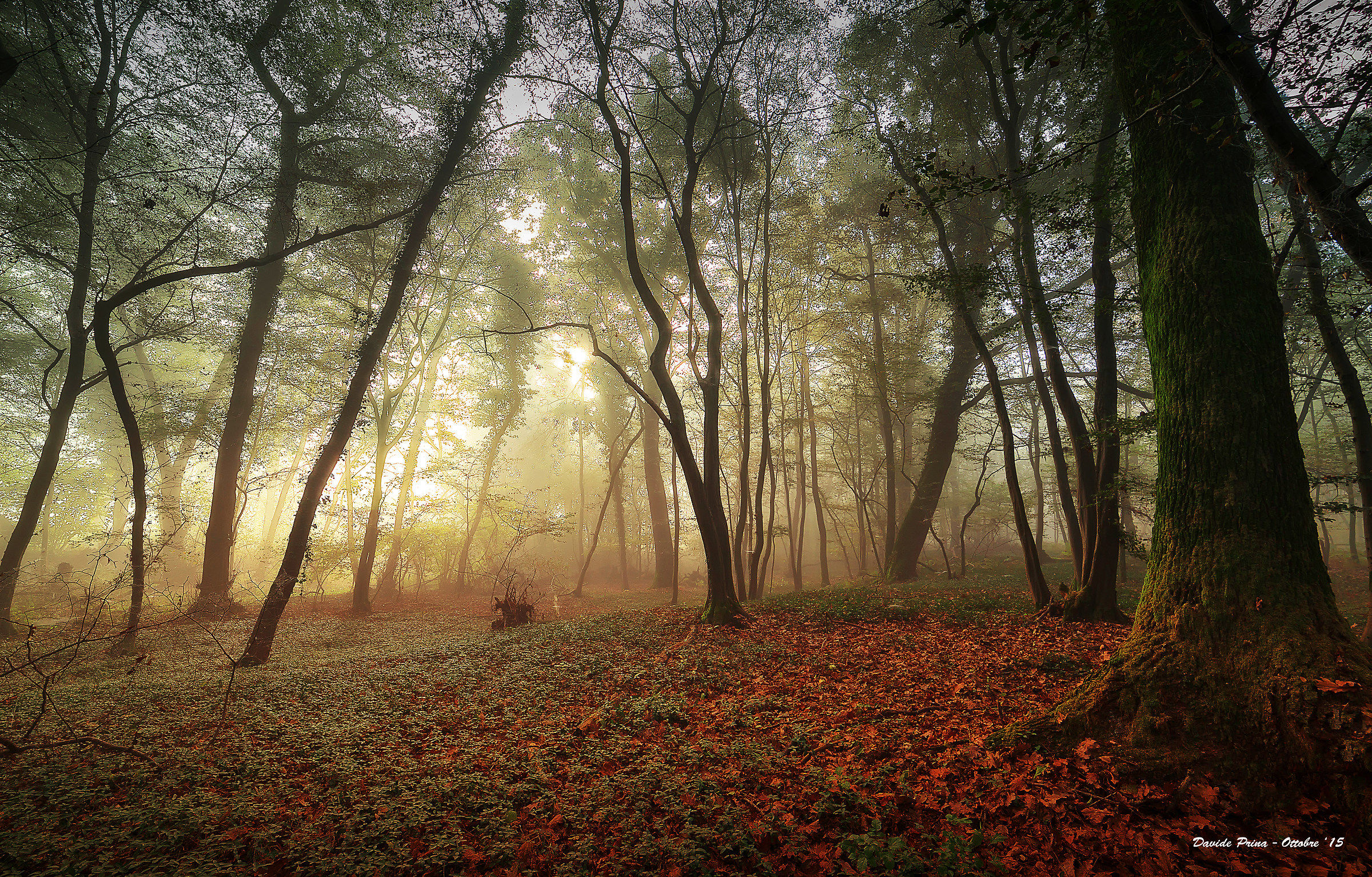 Ai piedi della Quercia