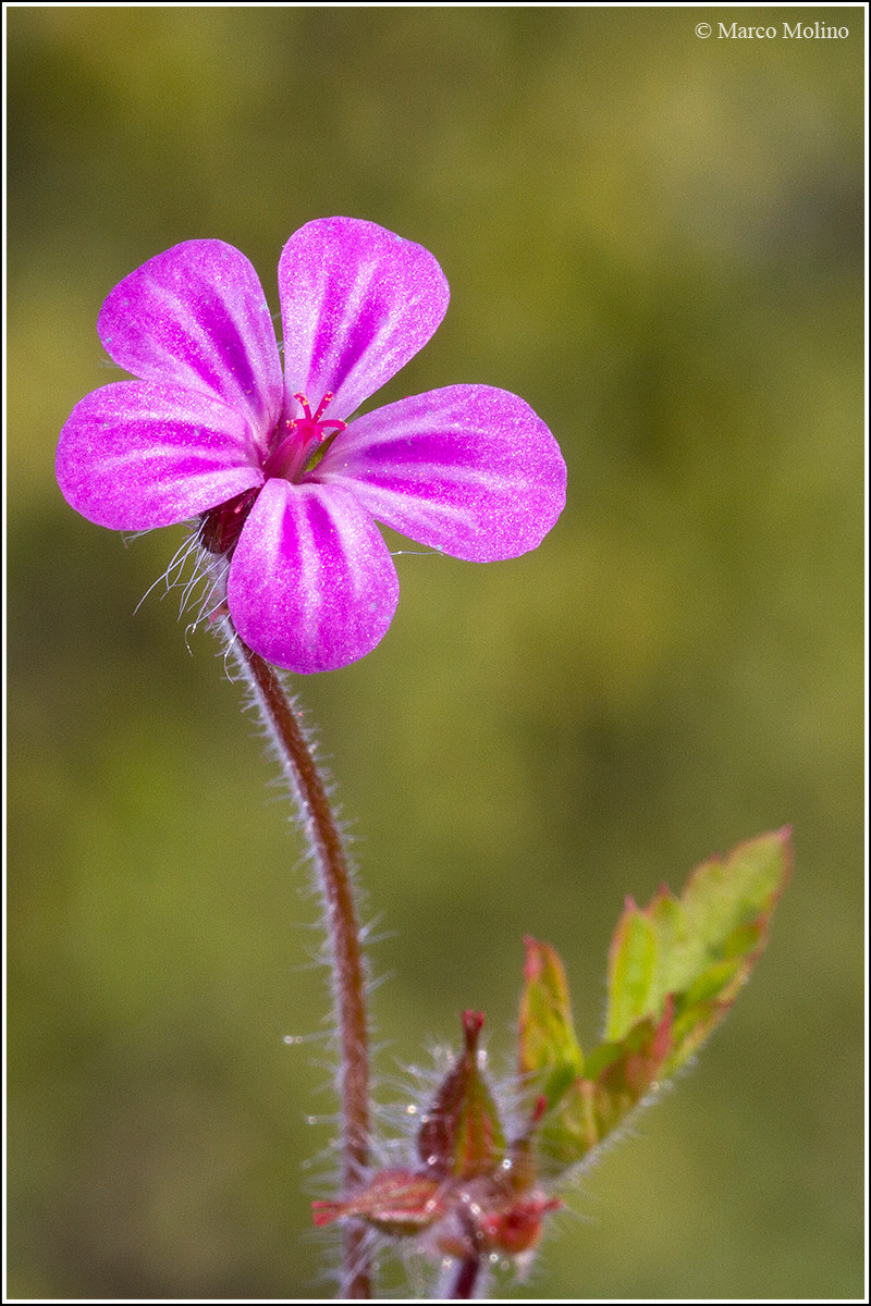 Geranium robertianum - Geranio di S.Roberto