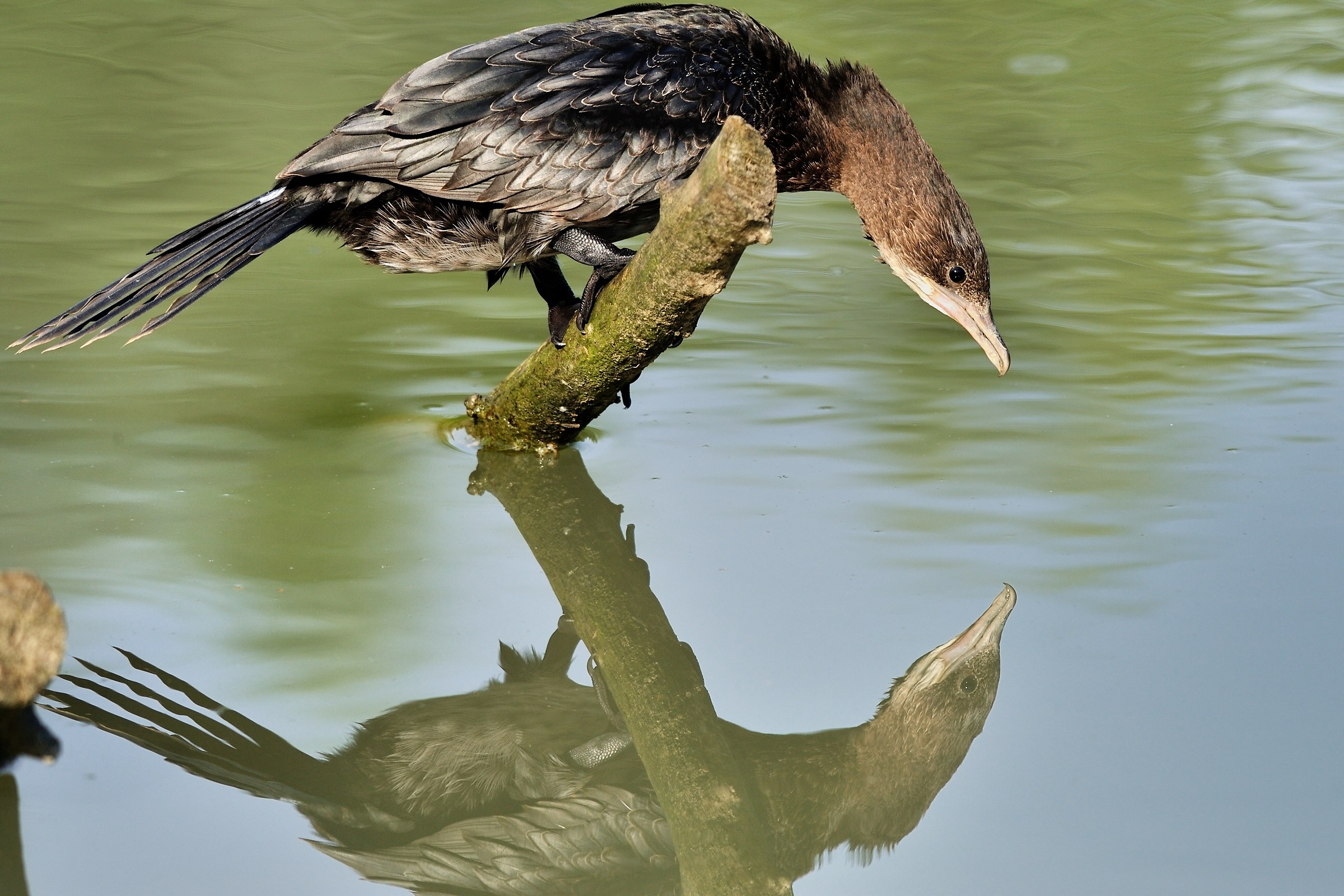 Pygmy cormorant in the mirror