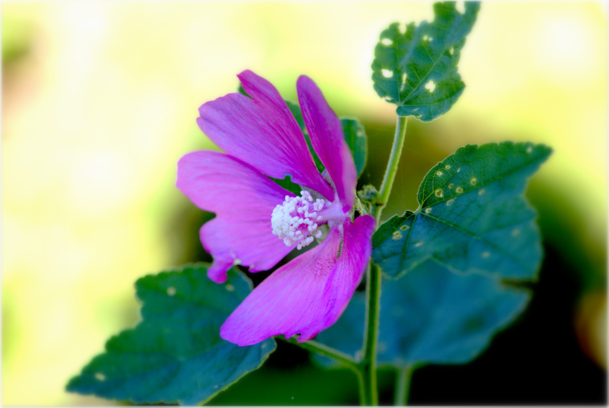 Lavathera thuringiaca (Linnaeus)