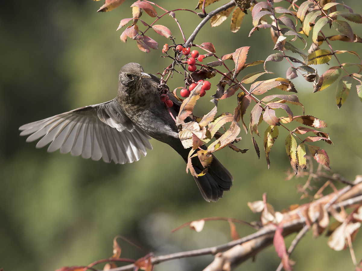 The blackbird and berries