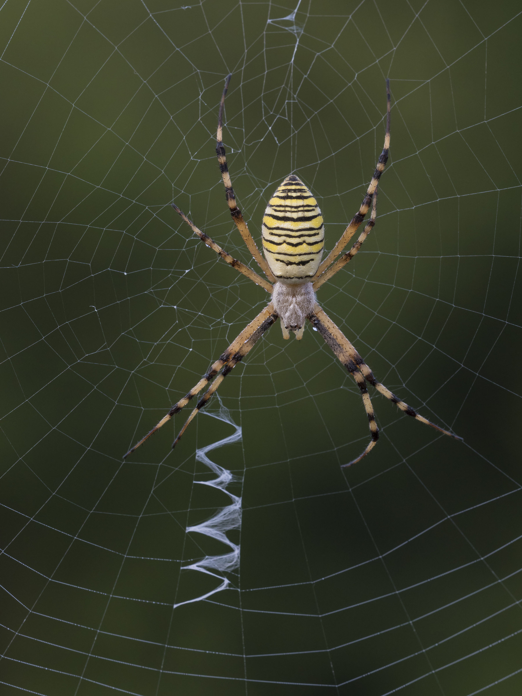 Argiope bruennichi