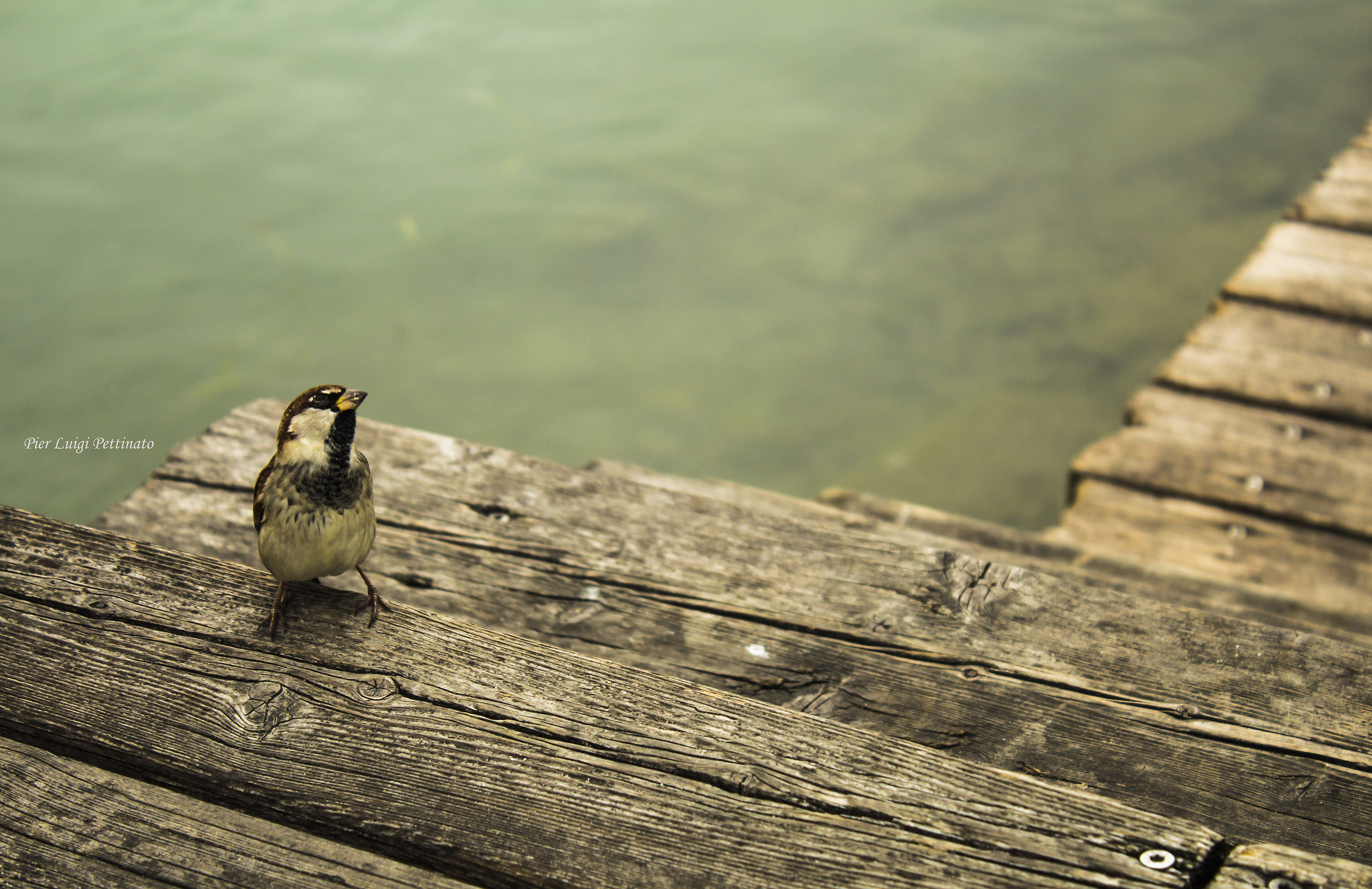 passerotto permaloso
