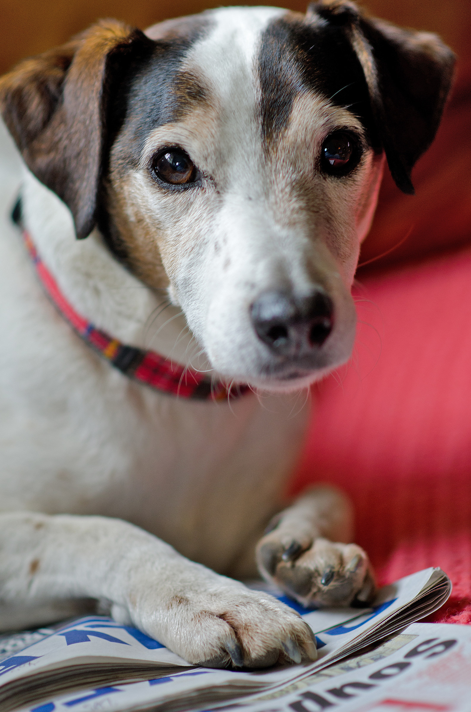 Milo - Dear Dog, Rest in Peace