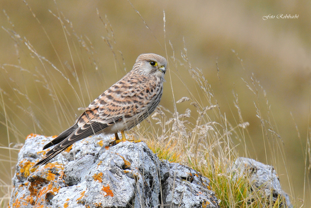 Kestrel ....