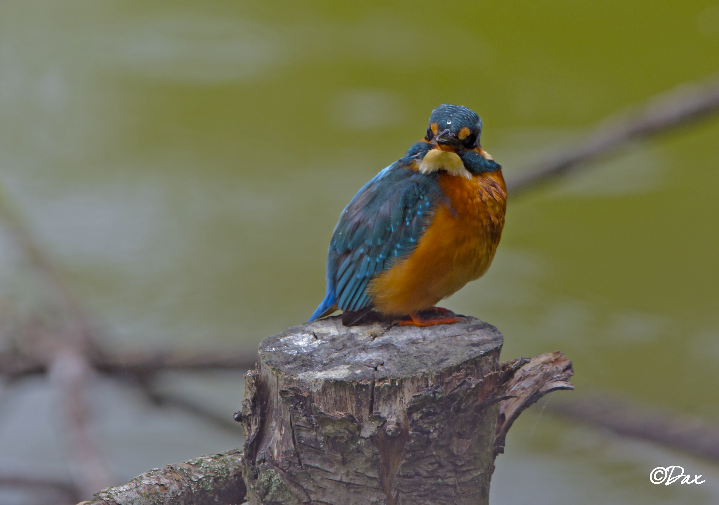 la mia prima "Martina"