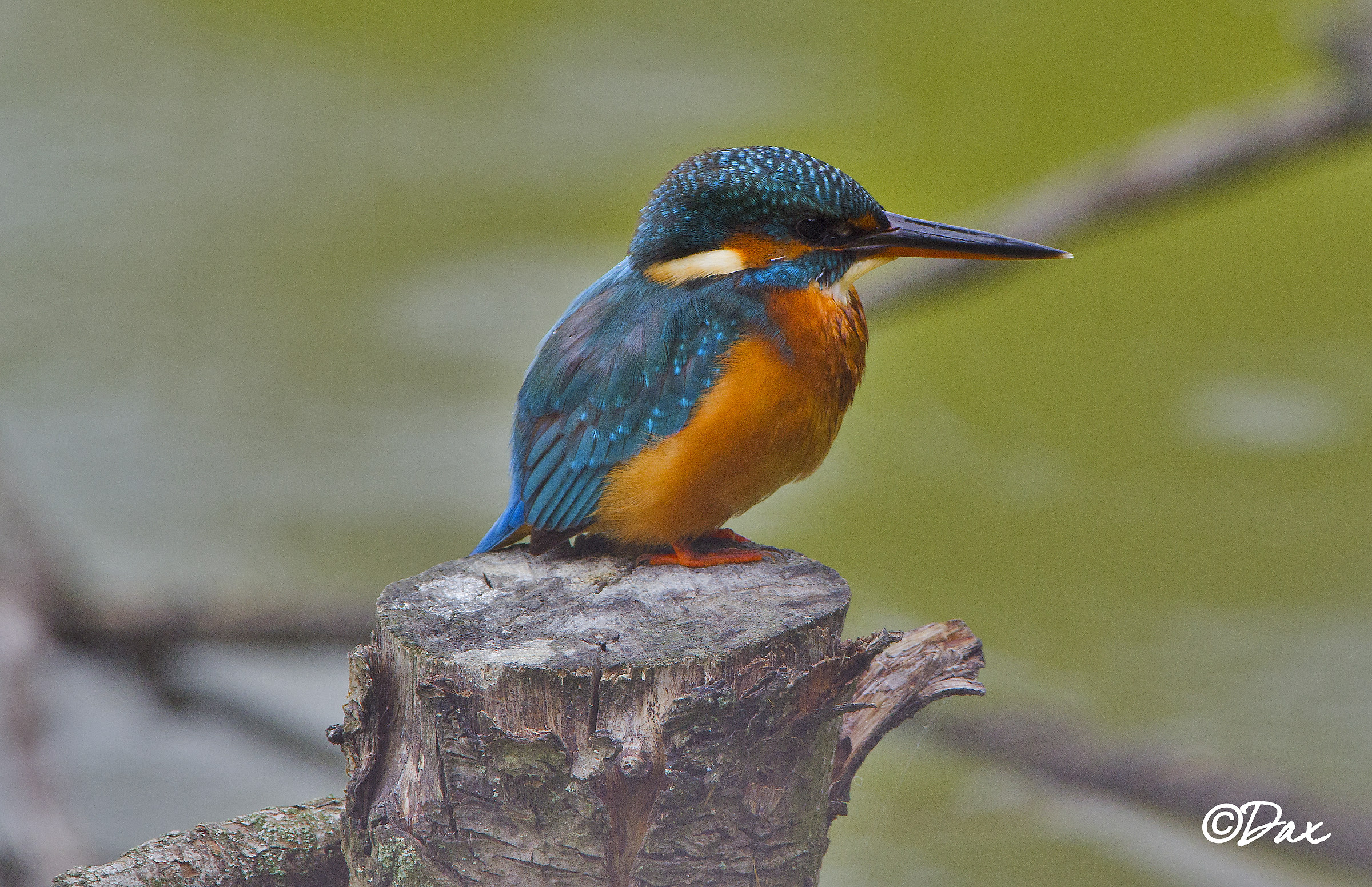 la mia prima "Martina" 2