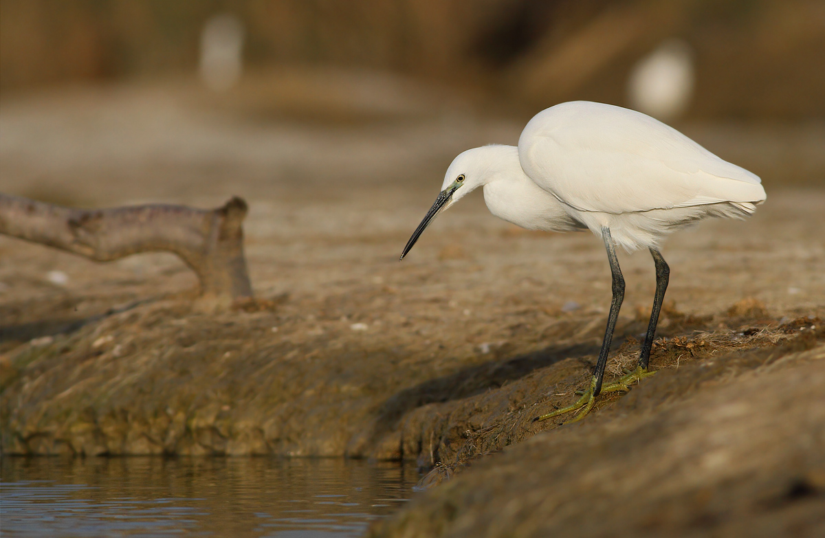egret