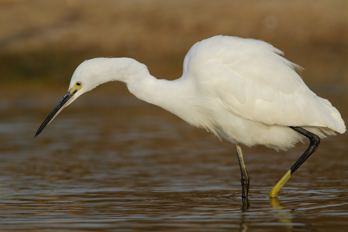 egret