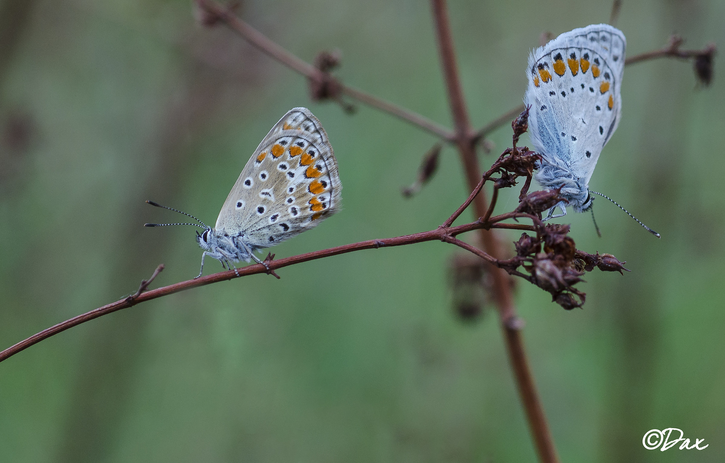 ...tanto ha sempre ragione lei...