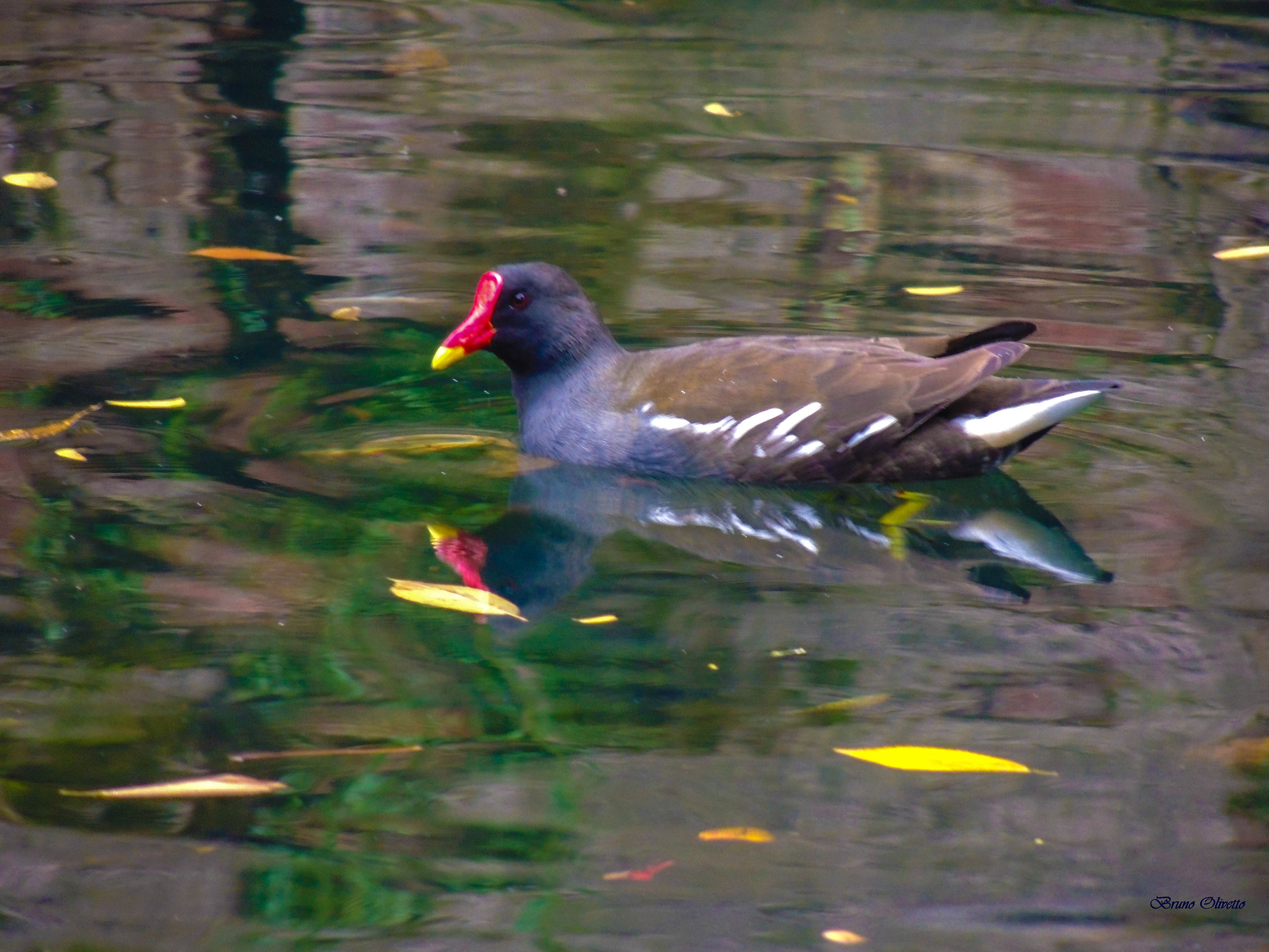 Gallinula Chloropus (Gallinella d'acqua )