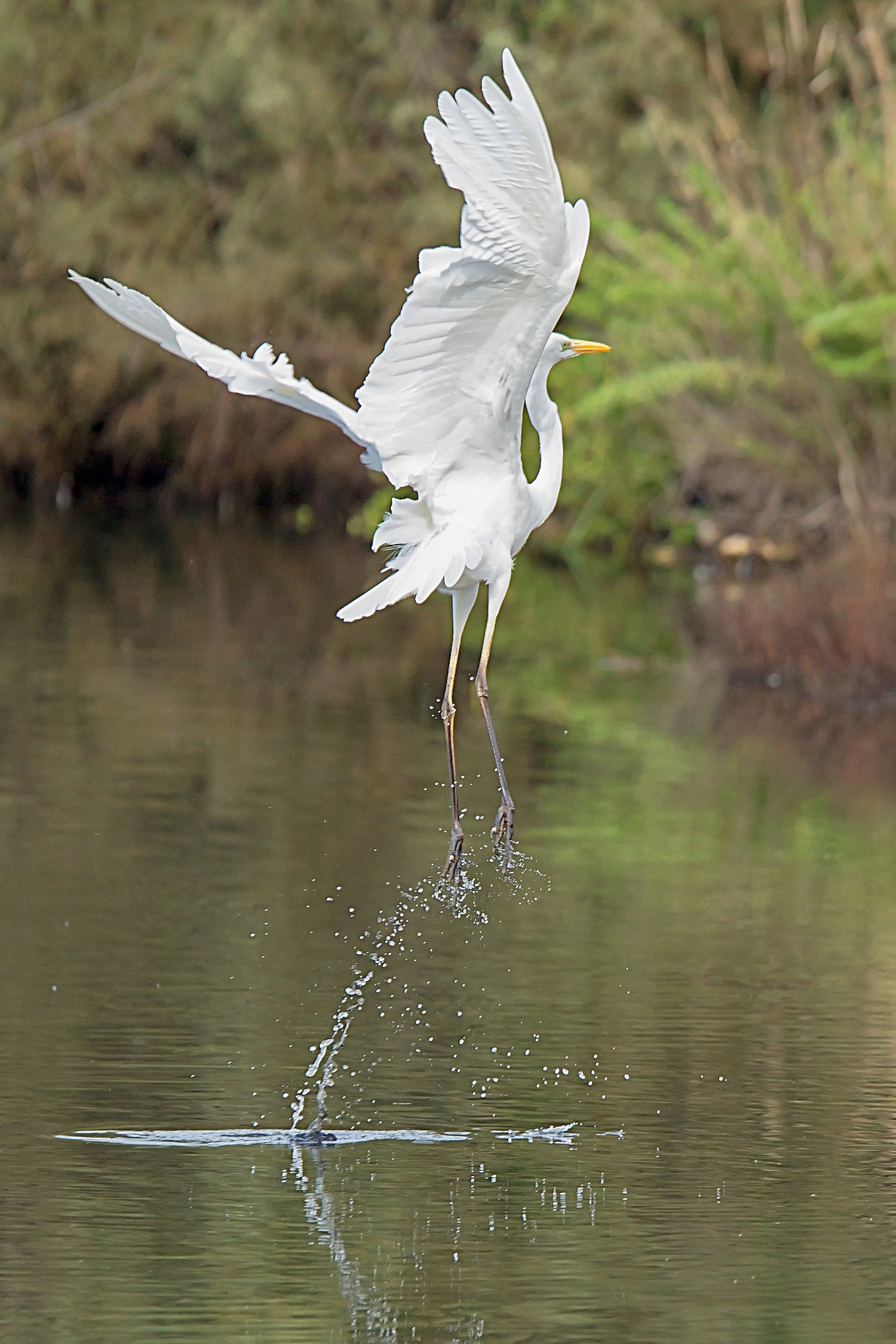 Heron lifts off