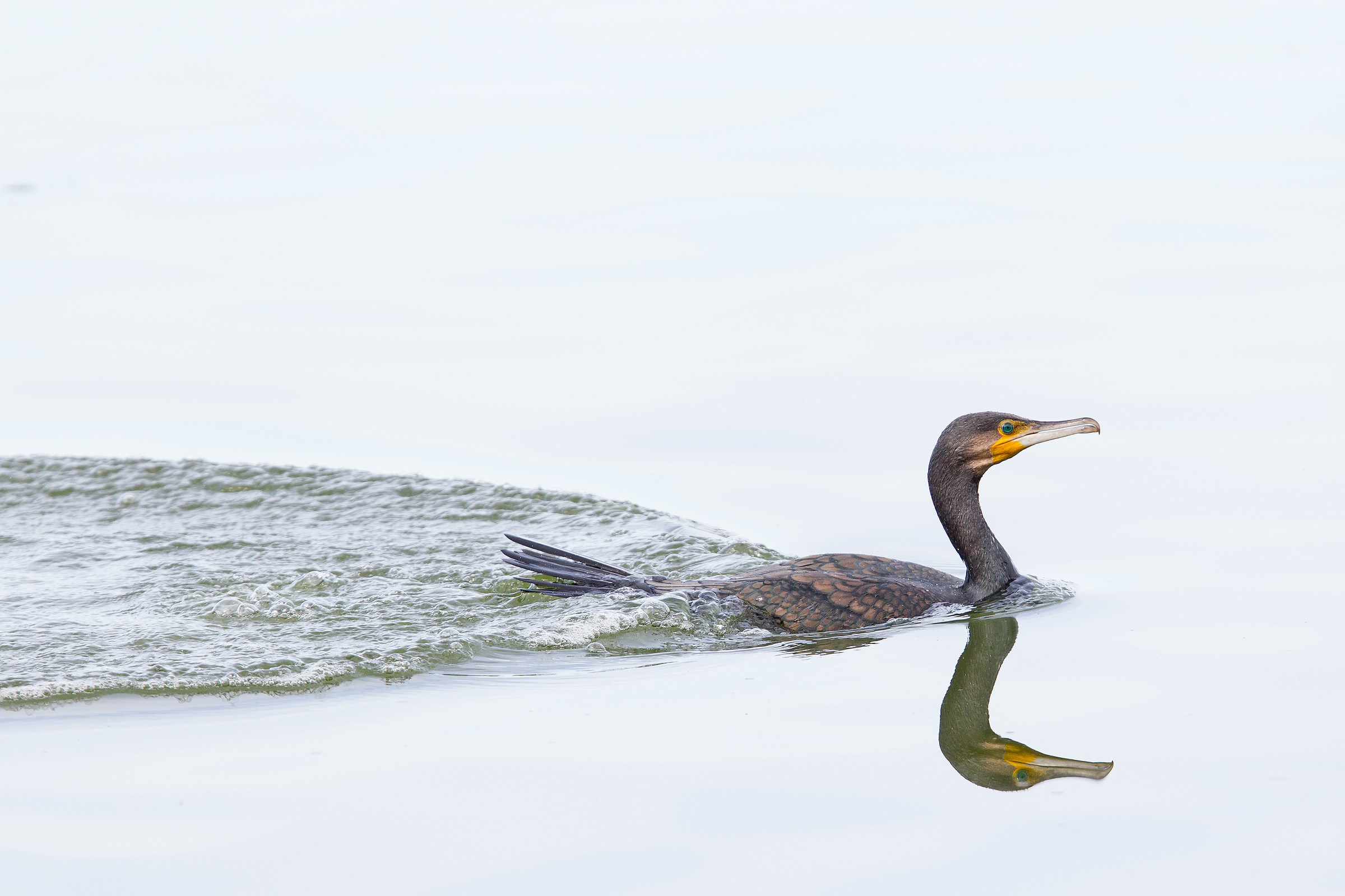 Cormorant outboard