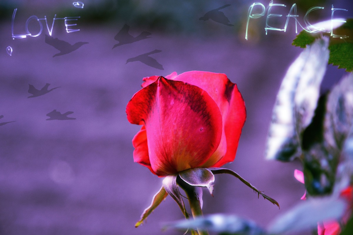 It grows in my garden