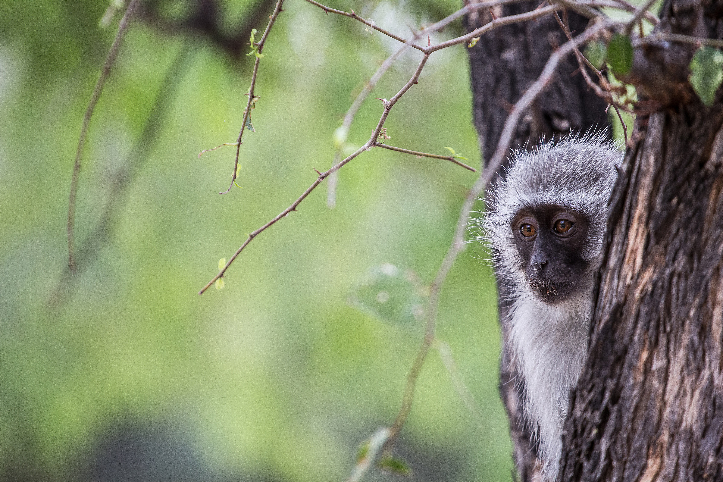 Chlorocebus aethiops